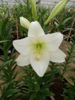 [4113 Global Leader Mak No102.JPG]